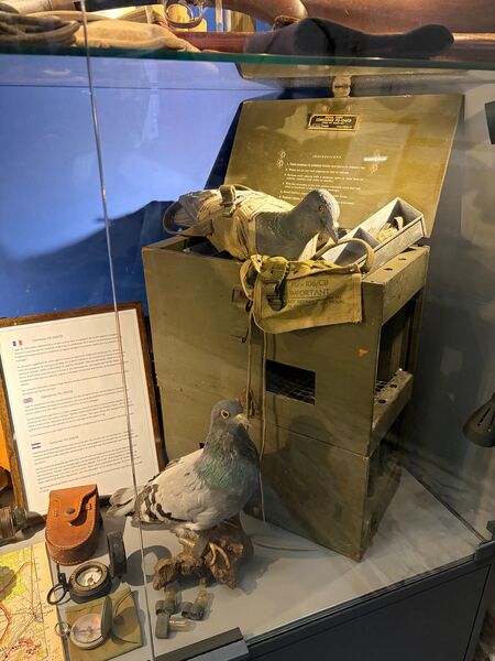 Stuffed carrier pigeons with a wooden pigeon carrying box and message equipment in a glass case