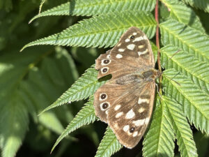 butterfly-01