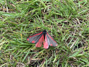 moth-01